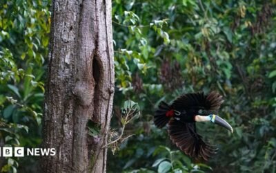 Brazil sees record fall in Amazon deforestation as key election looms Brazil sees record fall in Amazon deforestation as key election looms